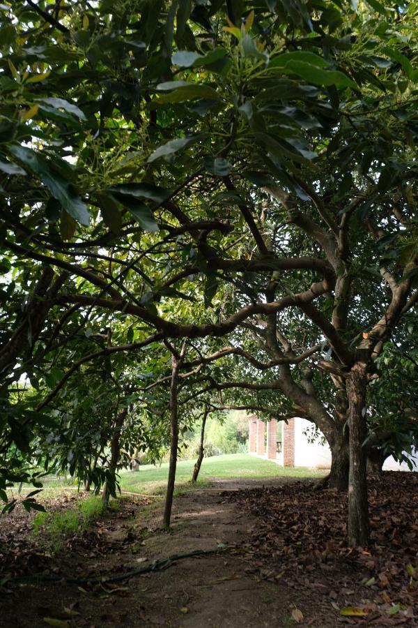 The Wild Olive Andalucia Citrus Suite Касарес Екстер'єр фото